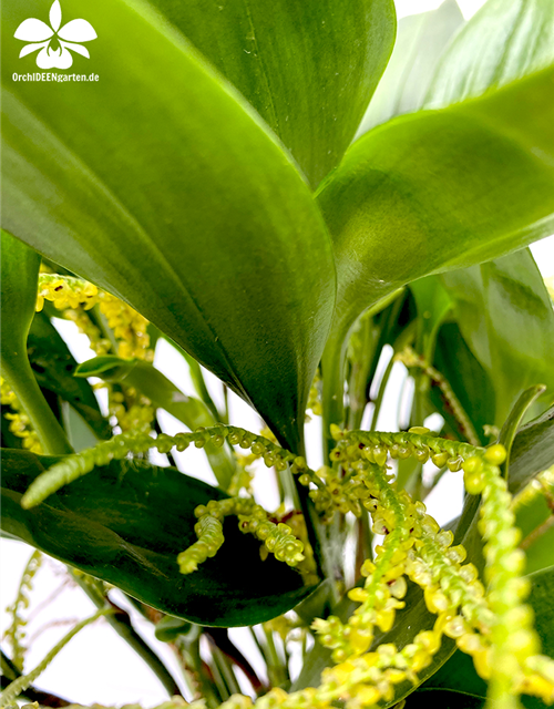 Pleurothallis species 