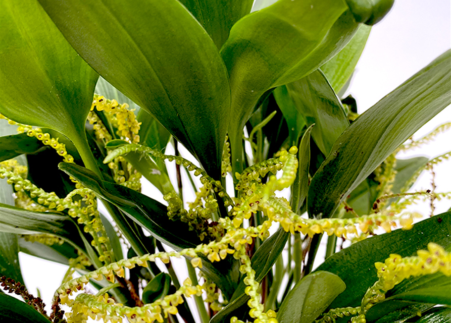 Pleurothallis species 