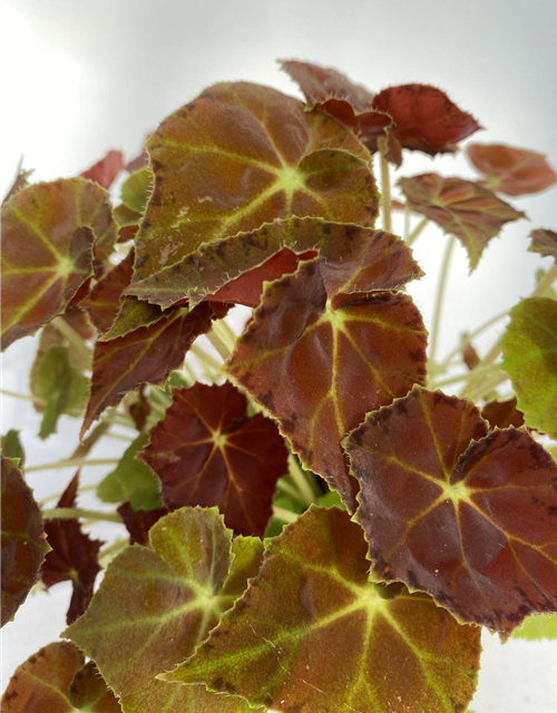 Begonia grün/ dunkel rotes Blatt 