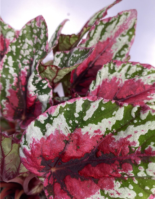 Begonia grün/ dunkel rotes Blatt 