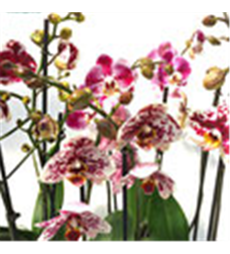 Phalaenopsis Hybride Überraschungsmix auffällig gepunktet