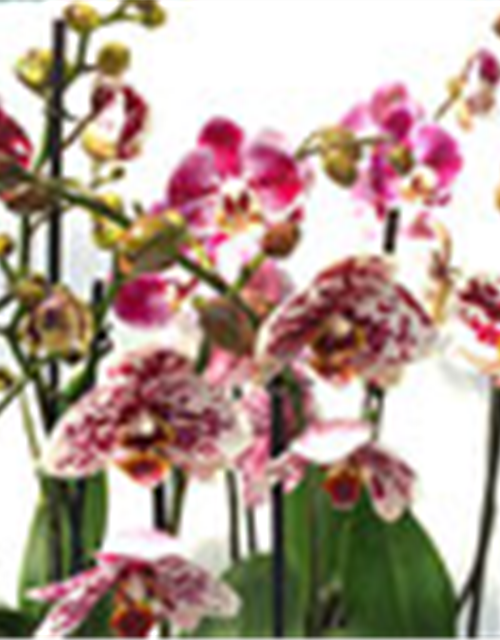 Phalaenopsis Hybride Überraschungsmix auffällig gepunktet