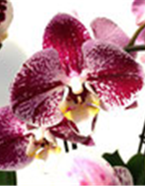 Phalaenopsis Hybride Überraschungsmix auffällig gepunktet