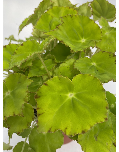 Blattbegonie mit grünem Blatt