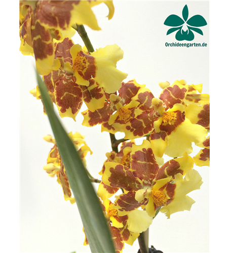 Oncidium Tigerschein x Florispum