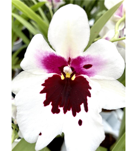 Miltoniopsis Hybride weiß