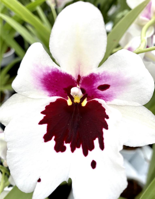 Miltoniopsis Hybride weiß