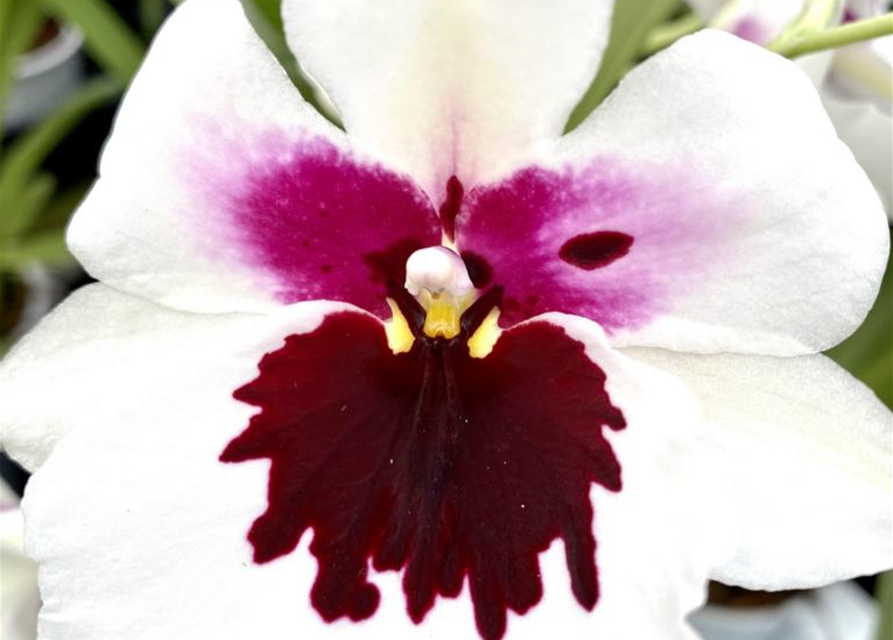 Miltoniopsis Hybride weiß