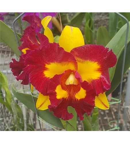 Rlc. Lei Ching Te - Yellow Red Splashes