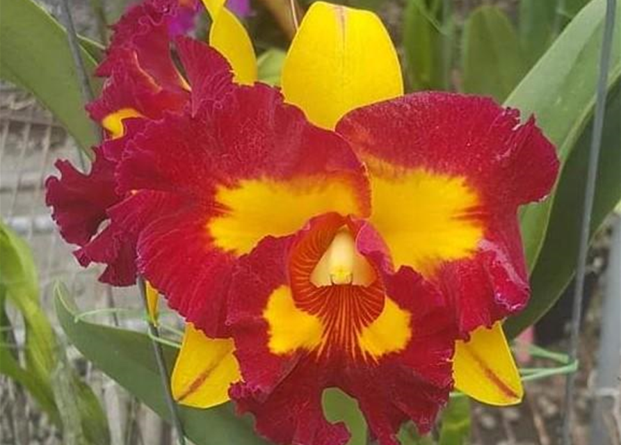 Rlc. Lei Ching Te - Yellow Red Splashes