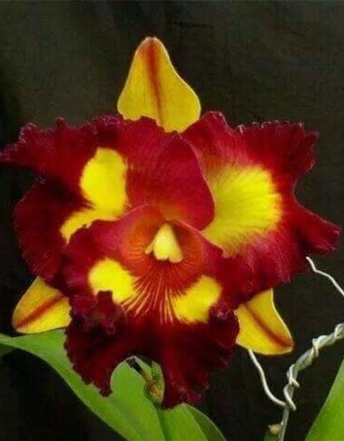 Rlc. Lei Ching Te - Yellow Red Splashes