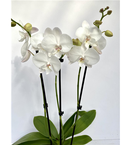 Phalaenopsis Hybride weiß