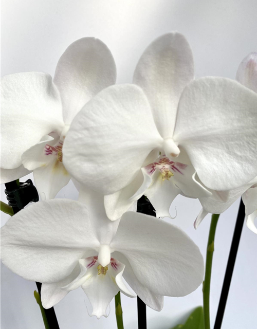 Phalaenopsis Hybride weiß