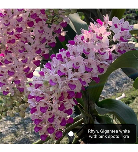 Rhynchostylis gigantea weiß pink gepunktet