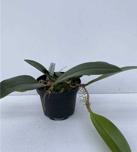 Bulbophyllum baileyi x beccarii