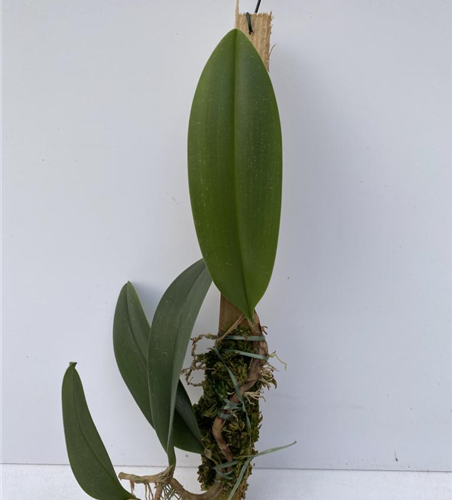 Bulbophyllum baileyi x beccarii