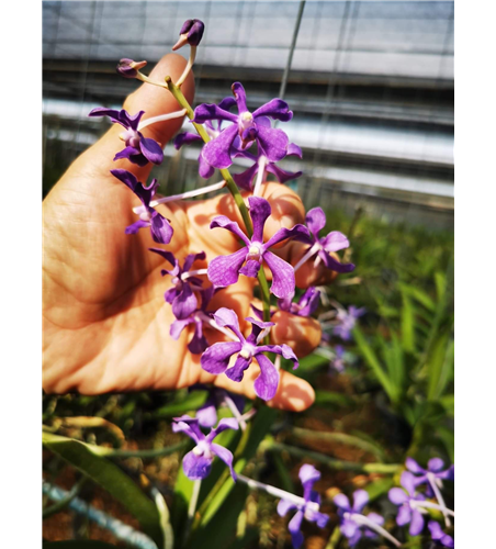 Vanda coerulescens x hindsii