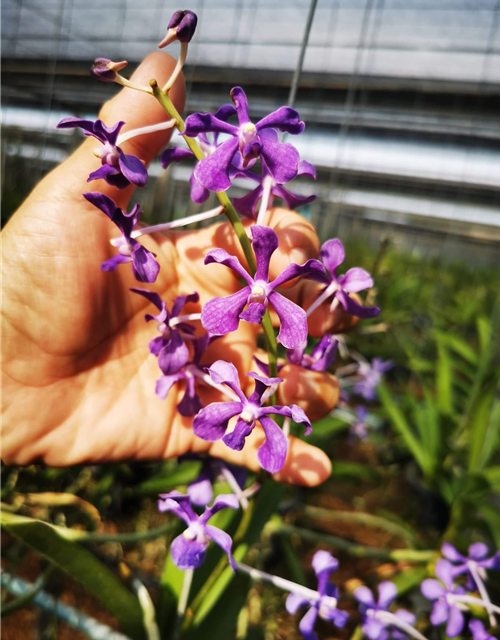 Vanda coerulescens x hindsii