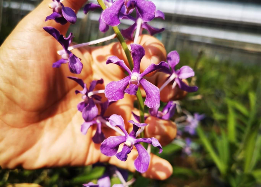 Vanda coerulescens x hindsii