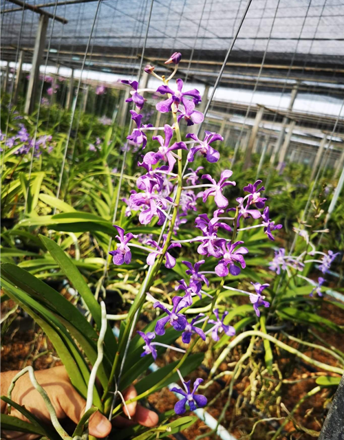 Vanda coerulescens x hindsii