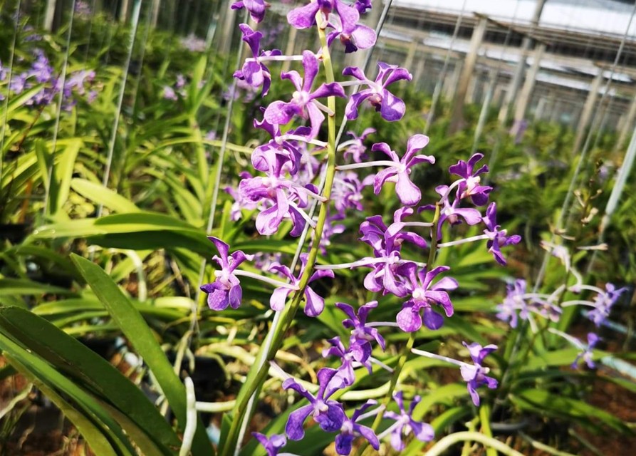 Vanda coerulescens x hindsii