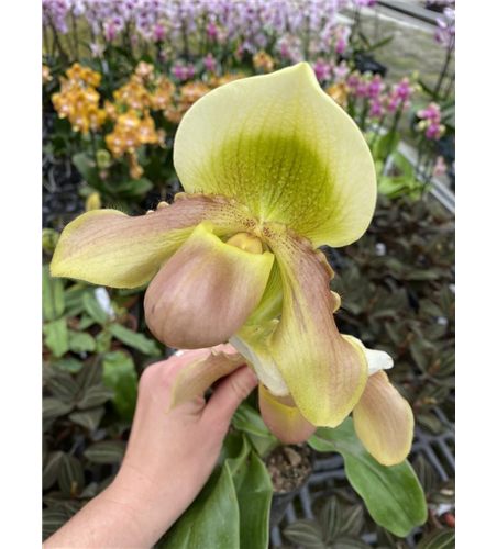 Paphiopedilum (primulinum x Green Jewel) x (Pinocchio x Pacific Emerald)