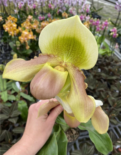 Paphiopedilum (primulinum x Green Jewel) x (Pinocchio x Pacific Emerald)