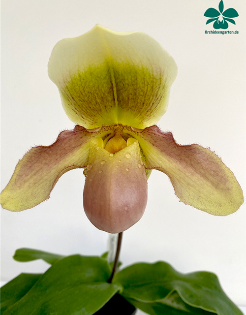 Paphiopedilum (primulinum x Green Jewel) x (Pinocchio x Pacific Emerald)