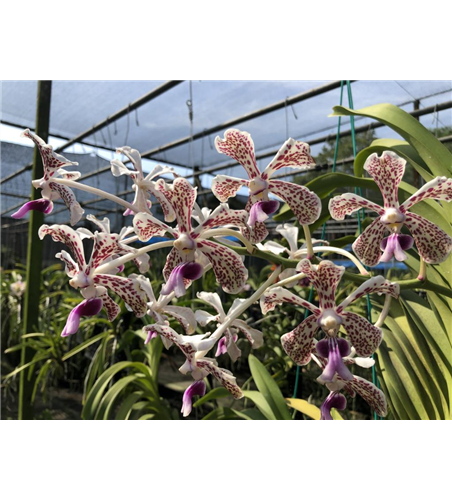 Vanda tricolor var. suavis