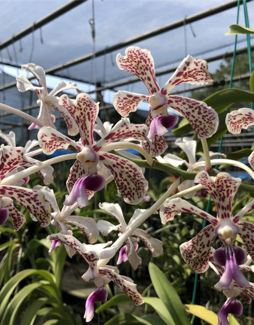 Vanda tricolor var. suavis