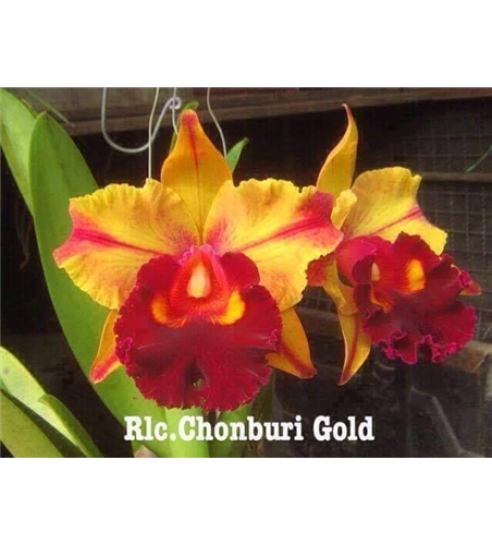 Rlc. Chonburi Gold #2