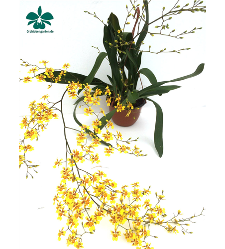 Oncidium Suzy