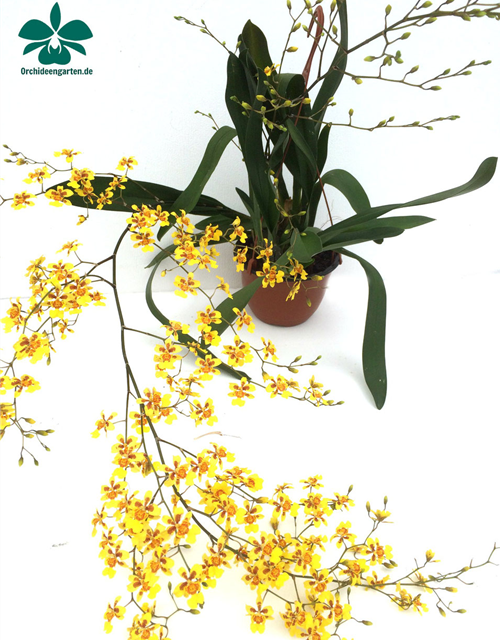 Oncidium Suzy