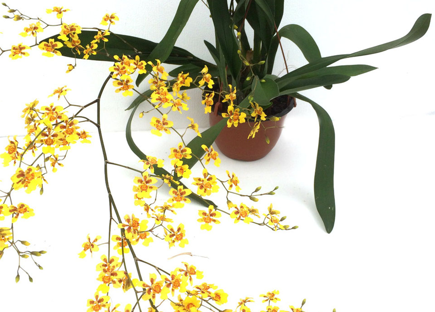 Oncidium Suzy