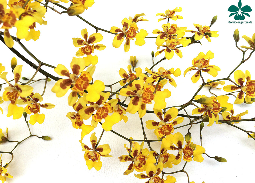 Oncidium Suzy