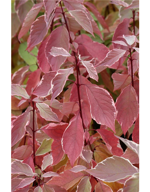 Hartriegel 'Elegantissima'