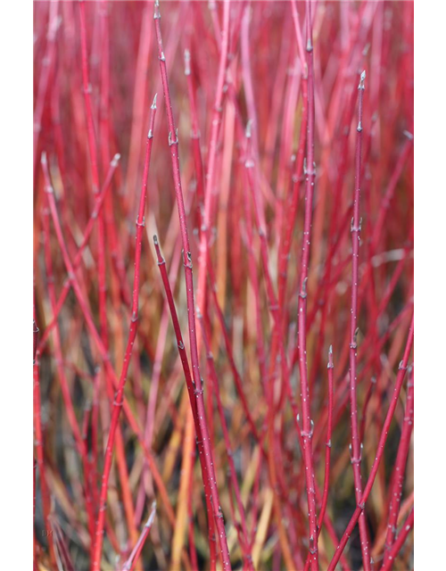 Hartriegel 'Elegantissima'