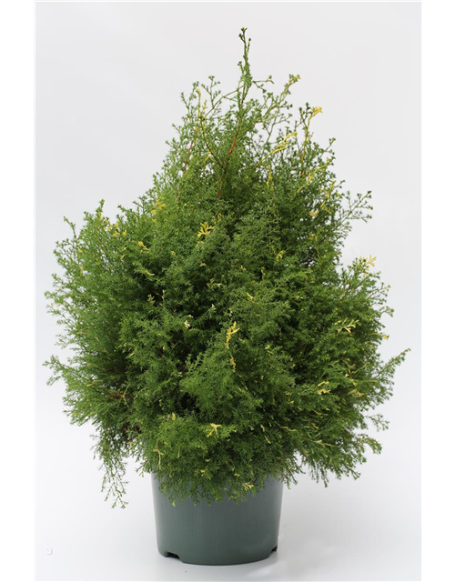 Chamaecyparis obtusa 'Safton Spray'