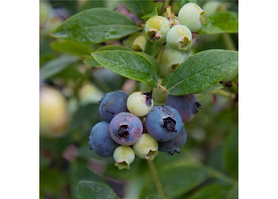 Heidelbeere 'Sweet Symphony Blue - Berry Blues'