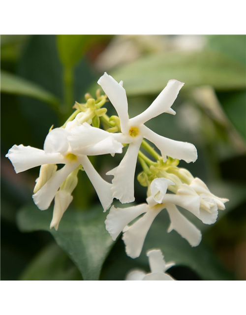 Sternjasmin Tropical Fl´Aroma® 'White Flame'