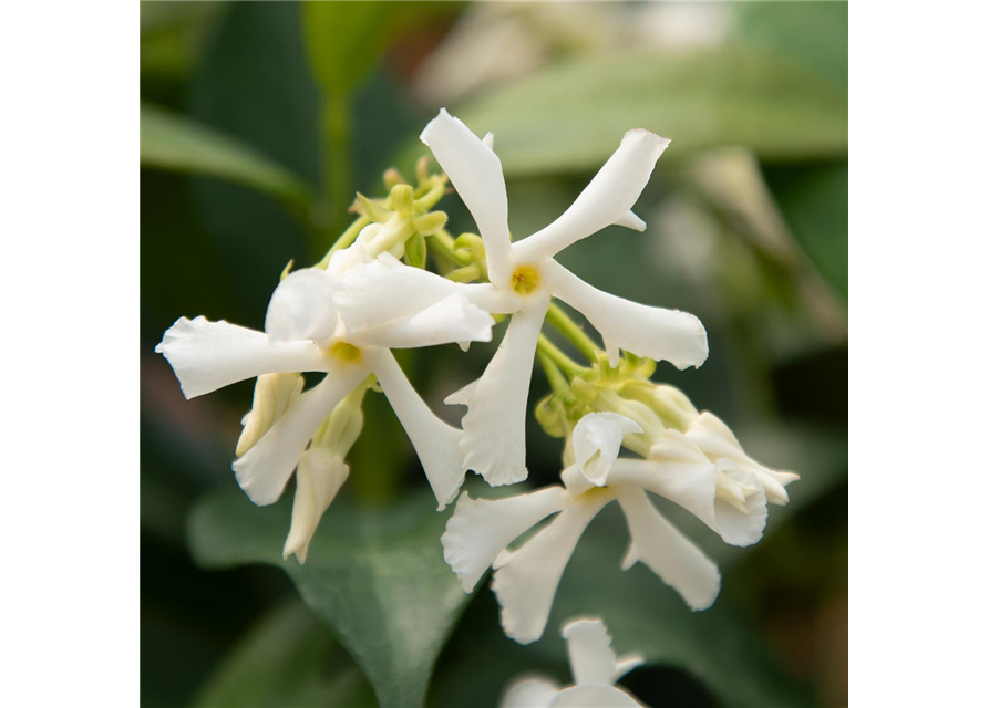 Sternjasmin Tropical Fl´Aroma® 'White Flame'