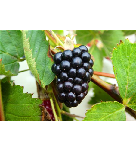 Rubus fruticosus 'Navaho Summerlong'®