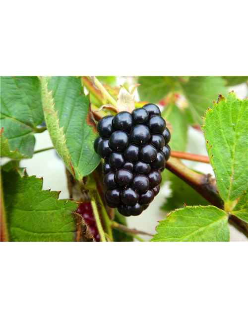 Rubus fruticosus 'Navaho Summerlong'®