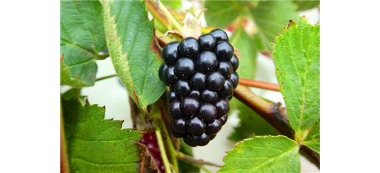 Rubus fruticosus 'Navaho Summerlong'®