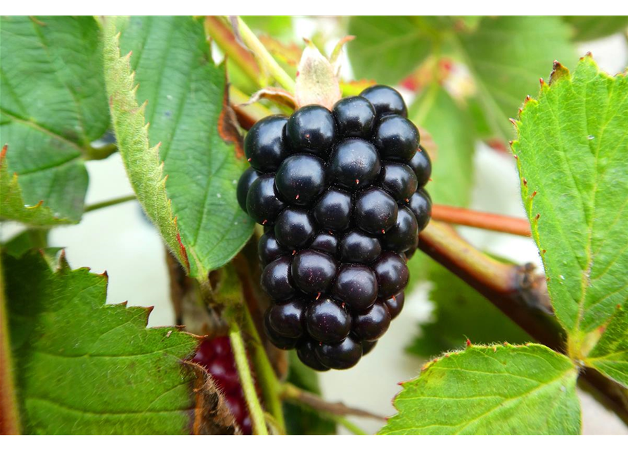 Rubus fruticosus 'Navaho Summerlong'®