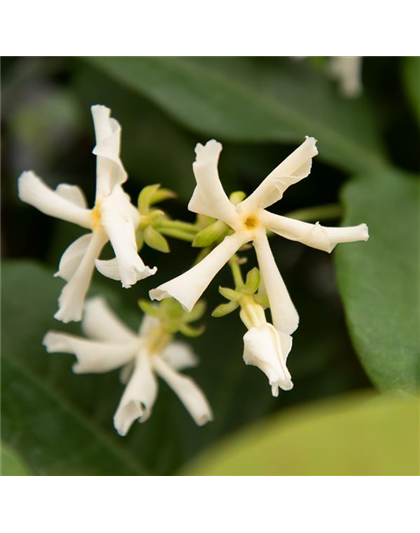 Sternjasmin Tropical Fl´Aroma® 'Exotic Jasmine'