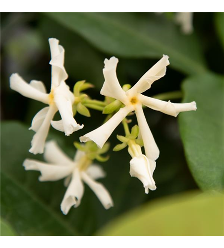 Sternjasmin Tropical Fl´Aroma® 'Exotic Jasmine'