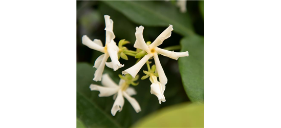 Sternjasmin Tropical Fl´Aroma® 'Exotic Jasmine'