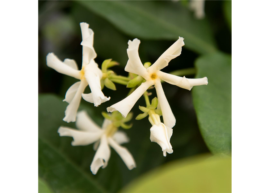 Sternjasmin Tropical Fl´Aroma® 'Exotic Jasmine'