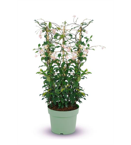 Sternjasmin Tropical Fl´Aroma® 'Rosy Shower'